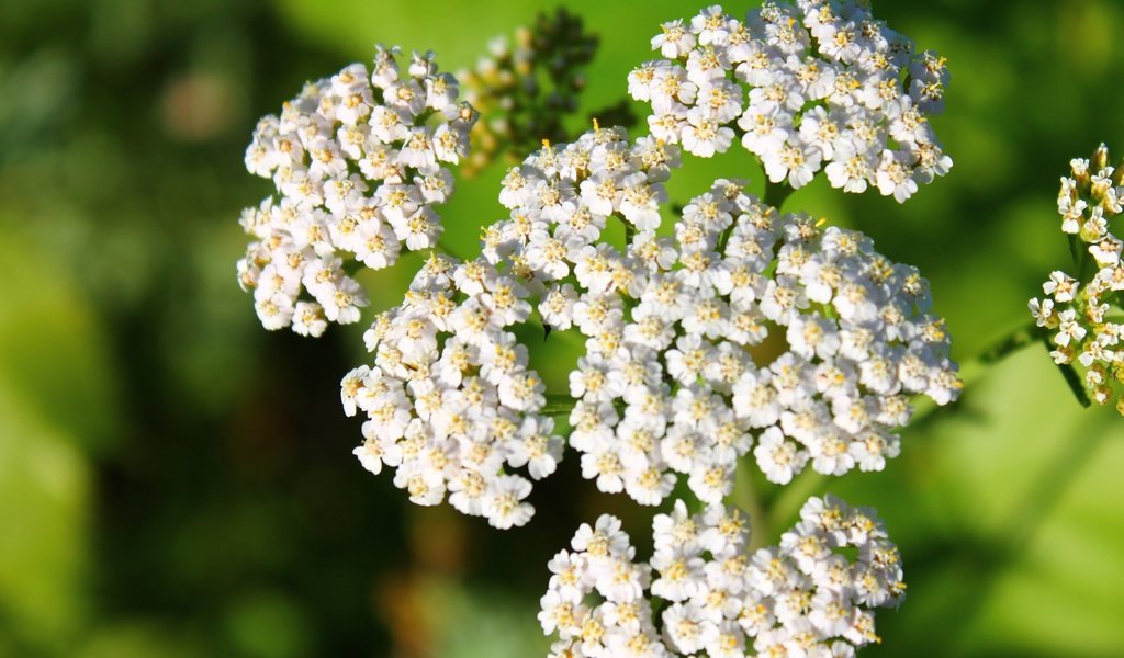 Обои цветы, белый, соцветия, боке, тысячелистник, flowers, white, inflorescence, bokeh, yarrow разрешение 4272x2848 Загрузить