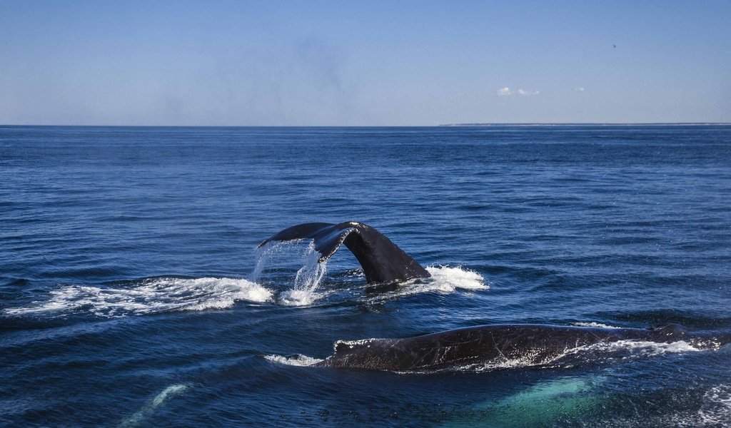 Обои вода, океан, киты, кашалот, water, the ocean, whales, sperm whale разрешение 2048x1340 Загрузить