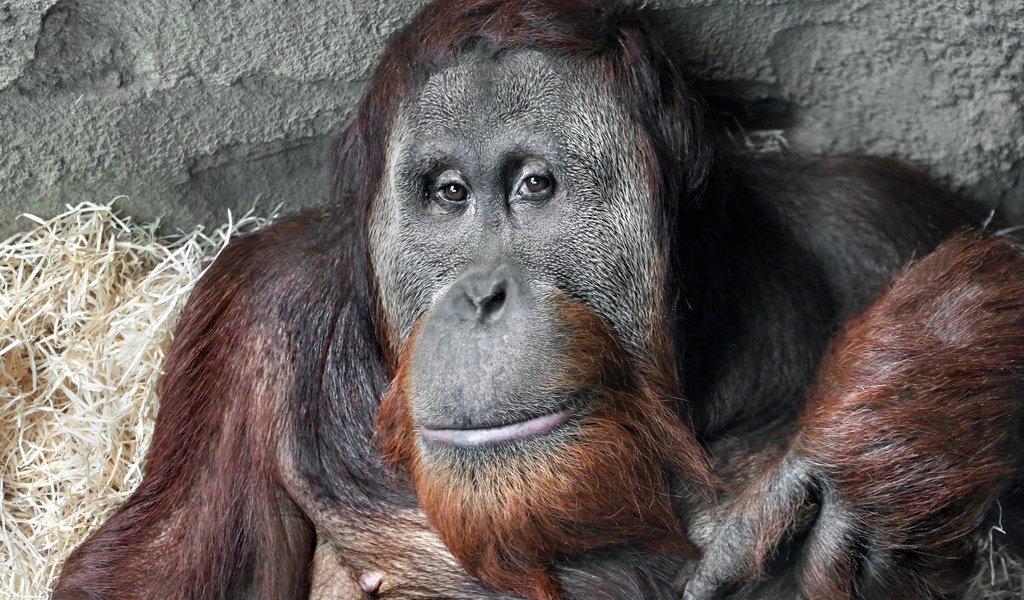 Обои морда, взгляд, обезьяна, примат, орангутанг, орангутан, face, look, monkey, the primacy of, orangutan разрешение 2048x1355 Загрузить