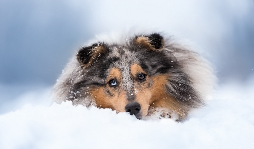 Обои снег, зима, собака, колли, шотландская овчарка, snow, winter, dog, collie, scottish shepherd разрешение 1920x1080 Загрузить