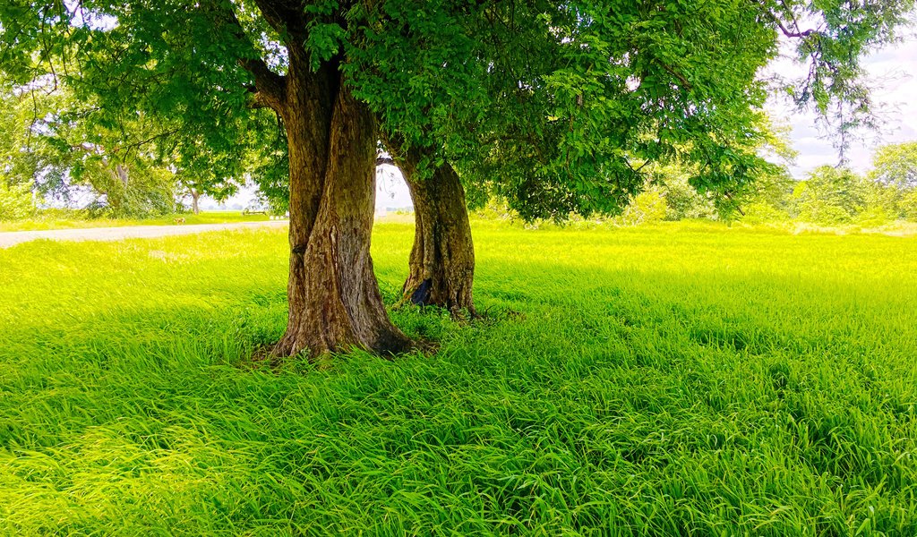 Обои трава, деревья, природа, парк, лето, газон, grass, trees, nature, park, summer, lawn разрешение 3840x2400 Загрузить