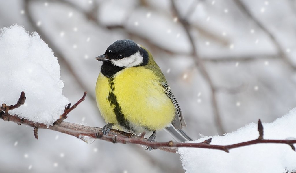 Обои ветка, снег, зима, птица, клюв, перья, синица, branch, snow, winter, bird, beak, feathers, tit разрешение 1920x1200 Загрузить