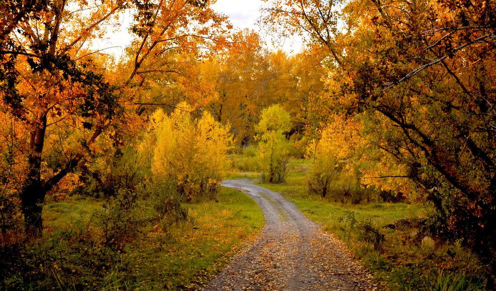 Обои деревья, природа, лес, пейзаж, осень, тропинка, trees, nature, forest, landscape, autumn, path разрешение 1920x1200 Загрузить