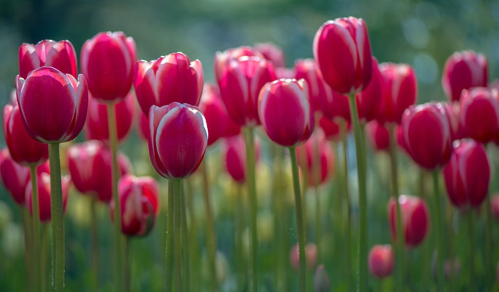 Обои цветы, весна, тюльпаны, стебли, lynn wiezycki, flowers, spring, tulips, stems разрешение 1920x1200 Загрузить