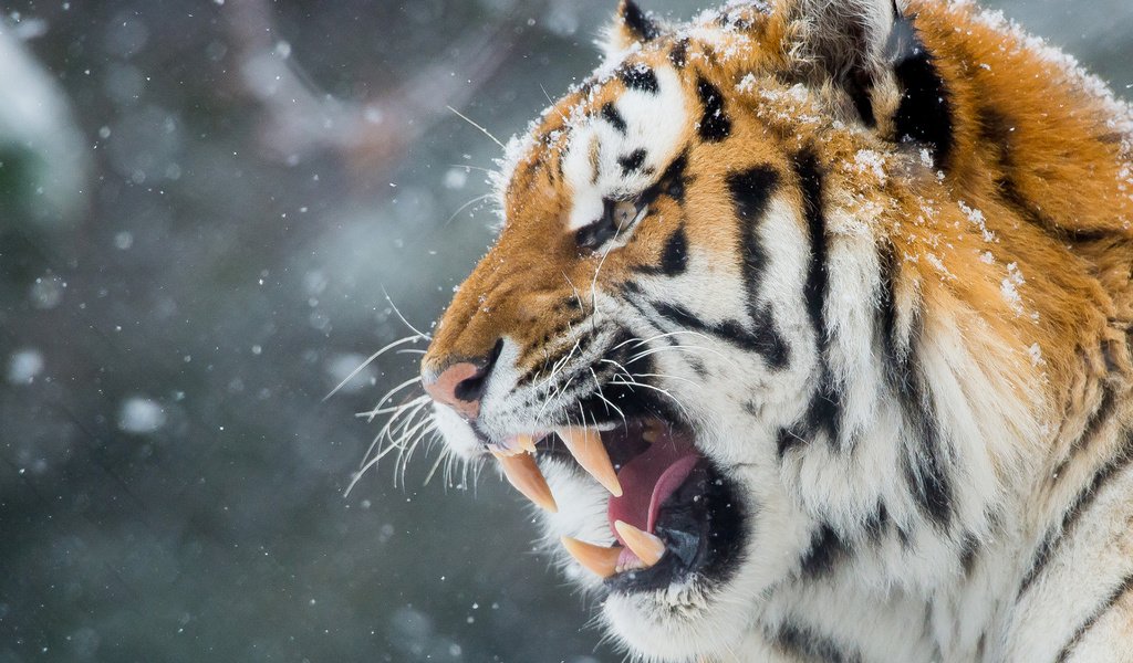 Обои тигр, морда, снег, зима, хищник, оскал, tiger, face, snow, winter, predator, grin разрешение 1920x1200 Загрузить