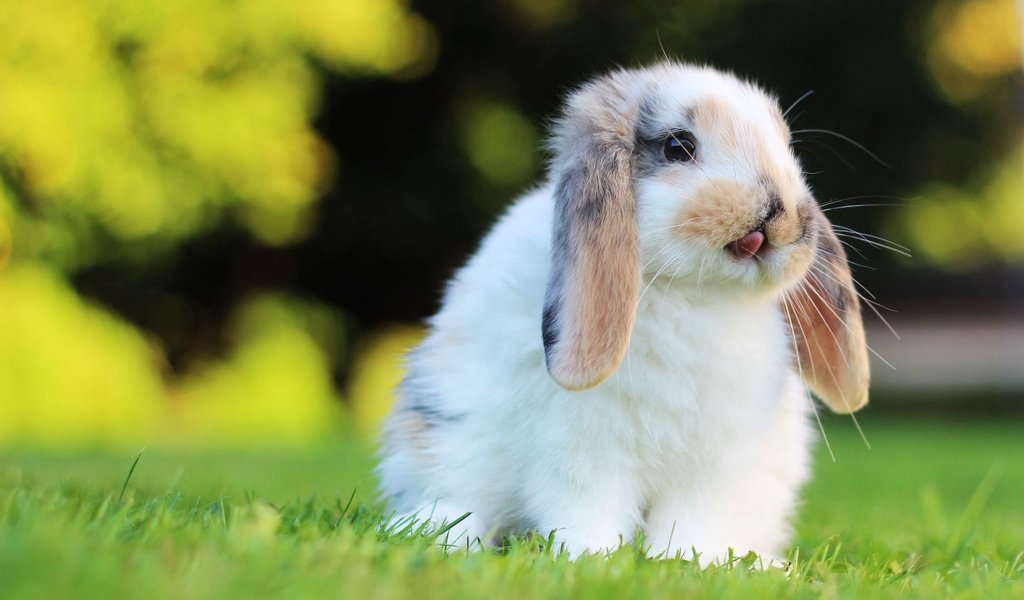 Обои трава, мордочка, взгляд, кролик, уши, заяц, грызун, grass, muzzle, look, rabbit, ears, hare, rodent разрешение 1920x1200 Загрузить