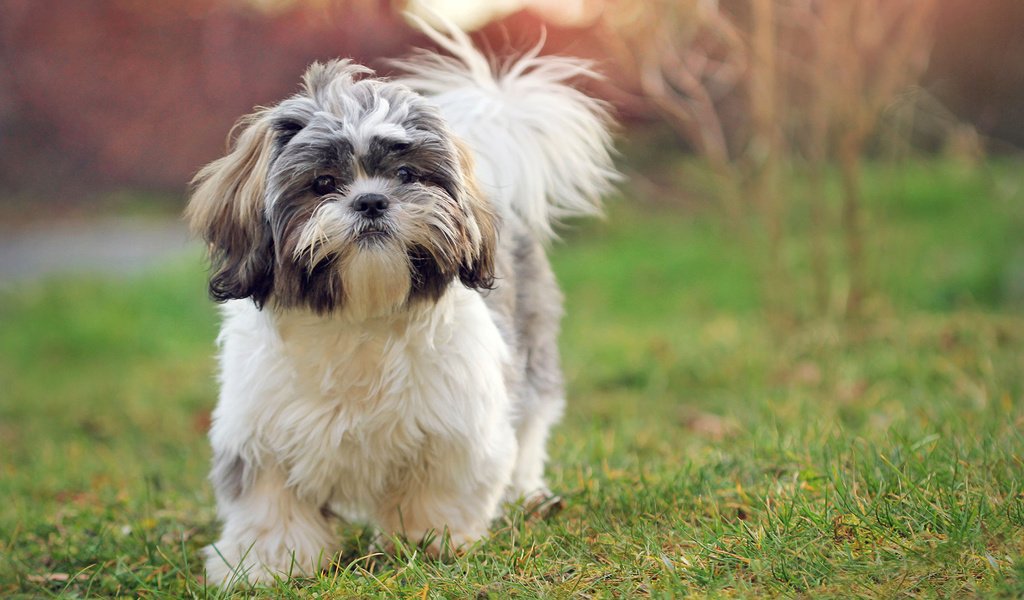 Обои трава, мордочка, взгляд, собака, щенок, ши-тцу, elena sendler, grass, muzzle, look, dog, puppy, shih tzu разрешение 1920x1200 Загрузить