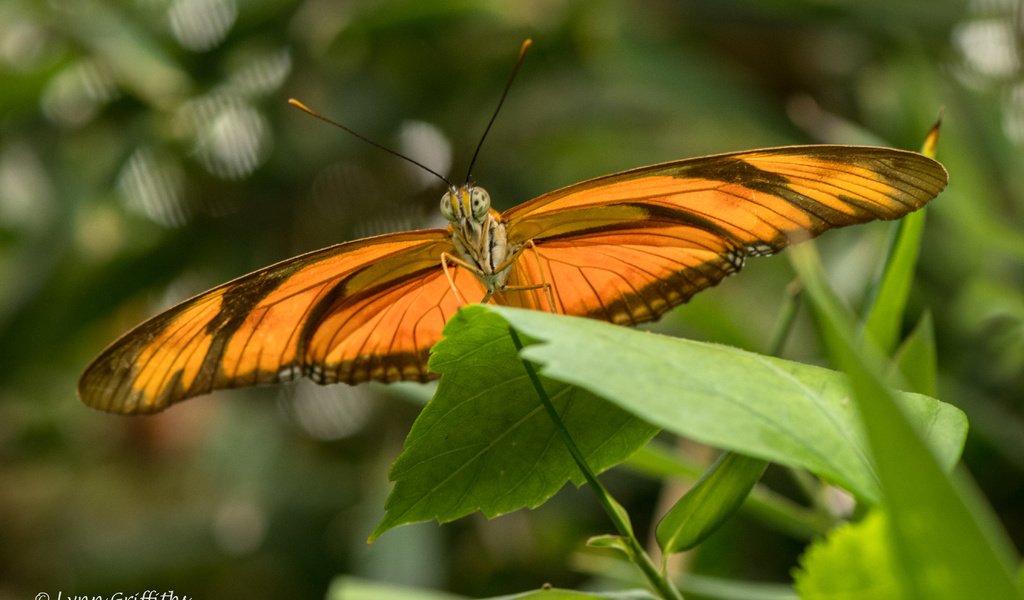 Обои растения, листья, насекомое, бабочка, крылья, lynn griffiths, plants, leaves, insect, butterfly, wings разрешение 4453x2969 Загрузить