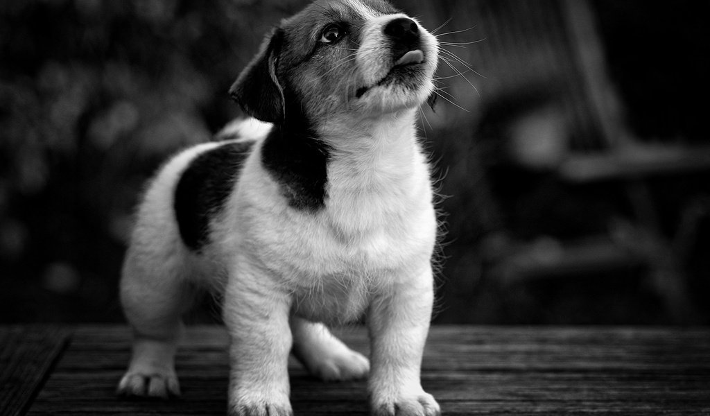 Обои мордочка, взгляд, чёрно-белое, собака, щенок, muzzle, look, black and white, dog, puppy разрешение 1920x1200 Загрузить