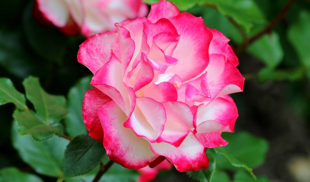 Обои макро, роза, пёстрая, macro, rose, motley разрешение 2048x1365 Загрузить