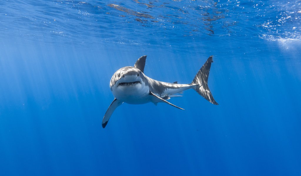 Обои акула, подводный мир, белая акула, shark, underwater world, white shark разрешение 5760x3840 Загрузить