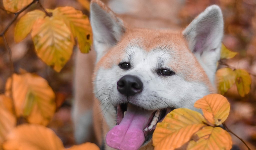 Обои морда, листья, осень, собака, язык, акита-ину, акита, face, leaves, autumn, dog, language, akita inu, akita разрешение 2880x1800 Загрузить