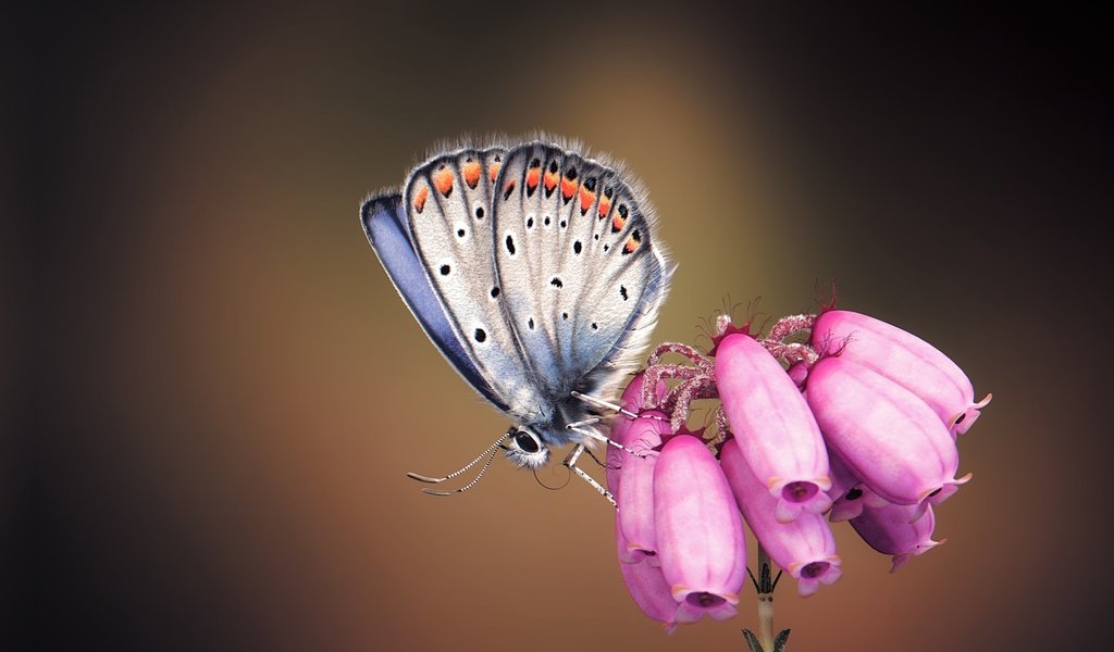 Обои арт, насекомое, бабочка, крылья, цветочек, monteillard-damien, art, insect, butterfly, wings, flower разрешение 1920x1240 Загрузить