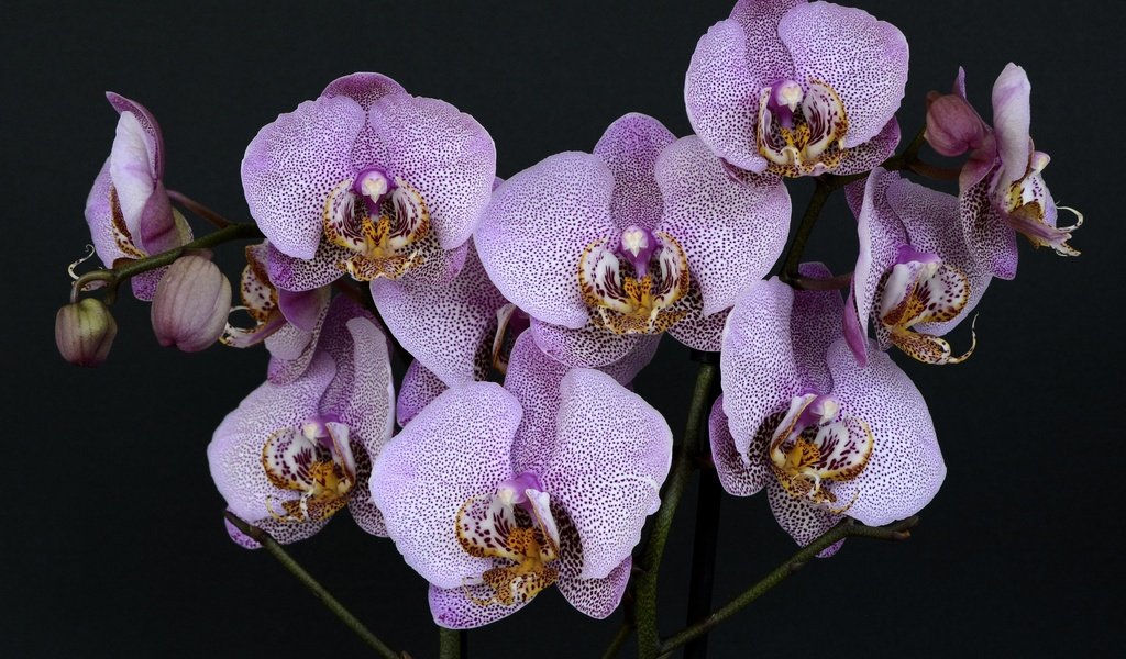 Обои цветы, природа, листья, фиолетовый, черный фон, орхидеи, пурпурные, flowers, nature, leaves, purple, black background, orchids разрешение 3840x2560 Загрузить
