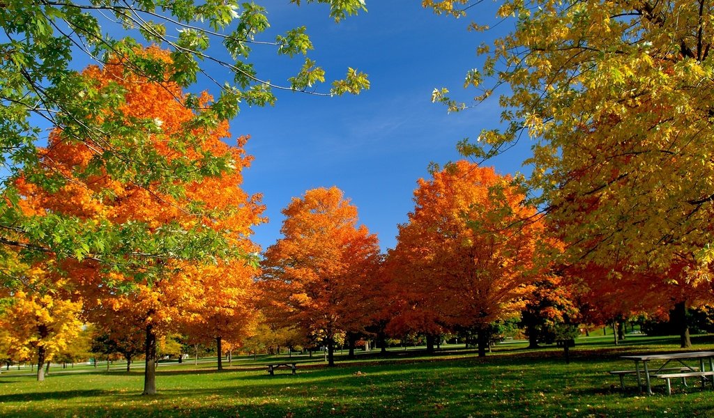 Обои небо, деревья, листья, осень, скамейка, пикник, the sky, trees, leaves, autumn, bench, picnic разрешение 2713x1760 Загрузить