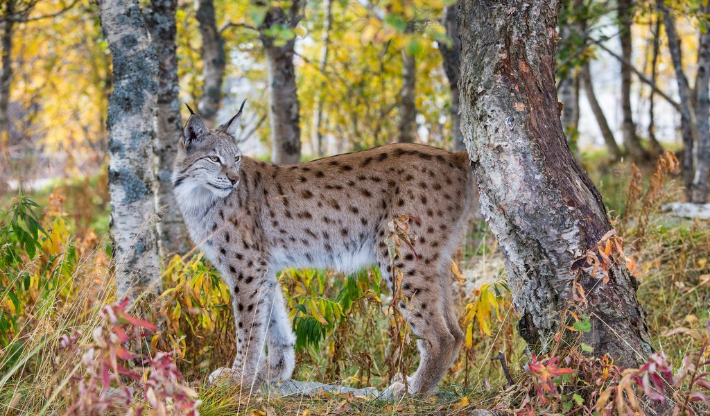 Обои лес, рысь, осень, хищник, forest, lynx, autumn, predator разрешение 2048x1365 Загрузить