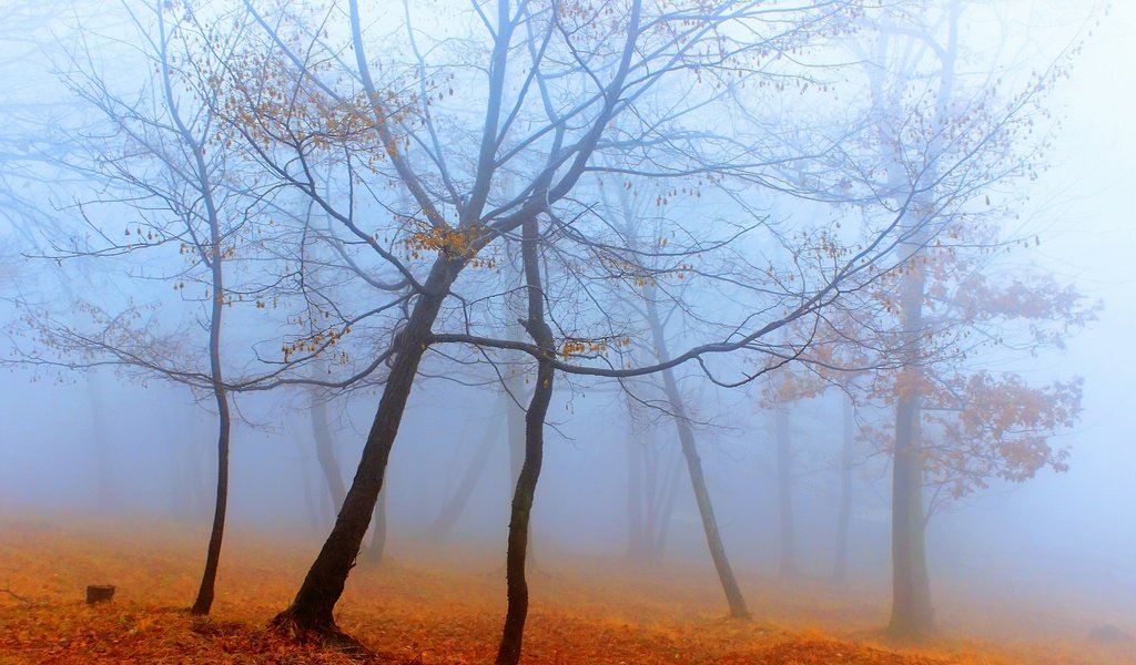 Обои деревья, лес, туман, осень, trees, forest, fog, autumn разрешение 2560x1707 Загрузить