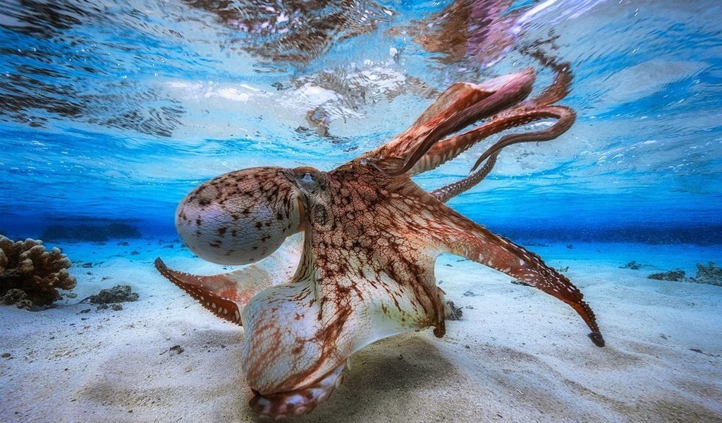 Обои осьминог, под водой, щупальца, подводный мир, спрут, головоногий моллюск, octopus, under water, tentacles, underwater world разрешение 2560x1600 Загрузить
