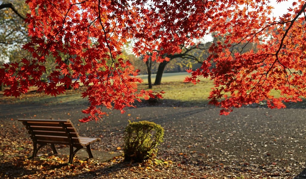 Обои деревья, листья, парк, листва, осень, скамейка, клен, trees, leaves, park, foliage, autumn, bench, maple разрешение 3602x2398 Загрузить