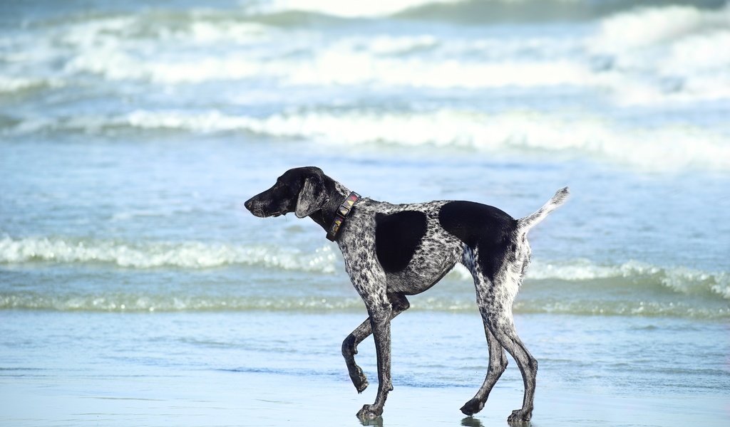 Обои море, пляж, собака, прогулка, курцхаар, sea, beach, dog, walk, shorthaired pointer разрешение 6000x4000 Загрузить