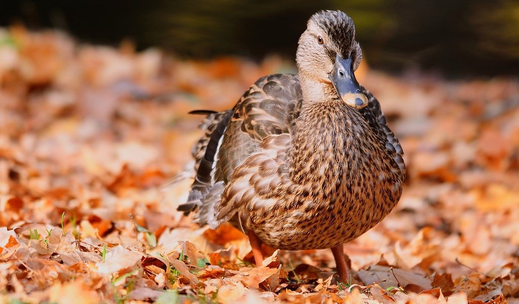 Обои природа, листва, осень, птица, перья, утка, осенние листья, nature, foliage, autumn, bird, feathers, duck, autumn leaves разрешение 2400x1350 Загрузить