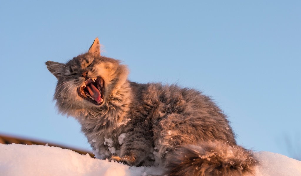 Обои снег, кот, мордочка, кошка, зевает, snow, cat, muzzle, yawns разрешение 3189x2289 Загрузить