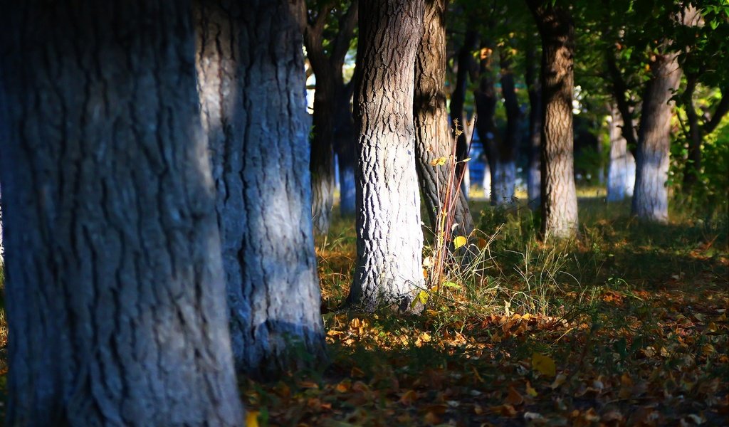 Обои трава, деревья, листья, стволы, осень, осенние листья, grass, trees, leaves, trunks, autumn, autumn leaves разрешение 1920x1280 Загрузить