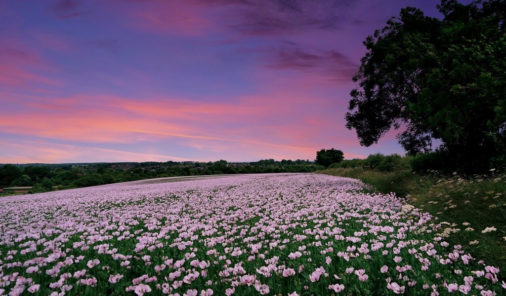 Обои цветы, закат, поле, маки, англия, гэмпшир, flowers, sunset, field, maki, england, hampshire разрешение 2048x1298 Загрузить