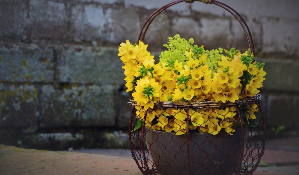 Обои цветы, букет, желтые, корзинка, вербейник, flowers, bouquet, yellow, basket, loosestrife разрешение 5290x3671 Загрузить