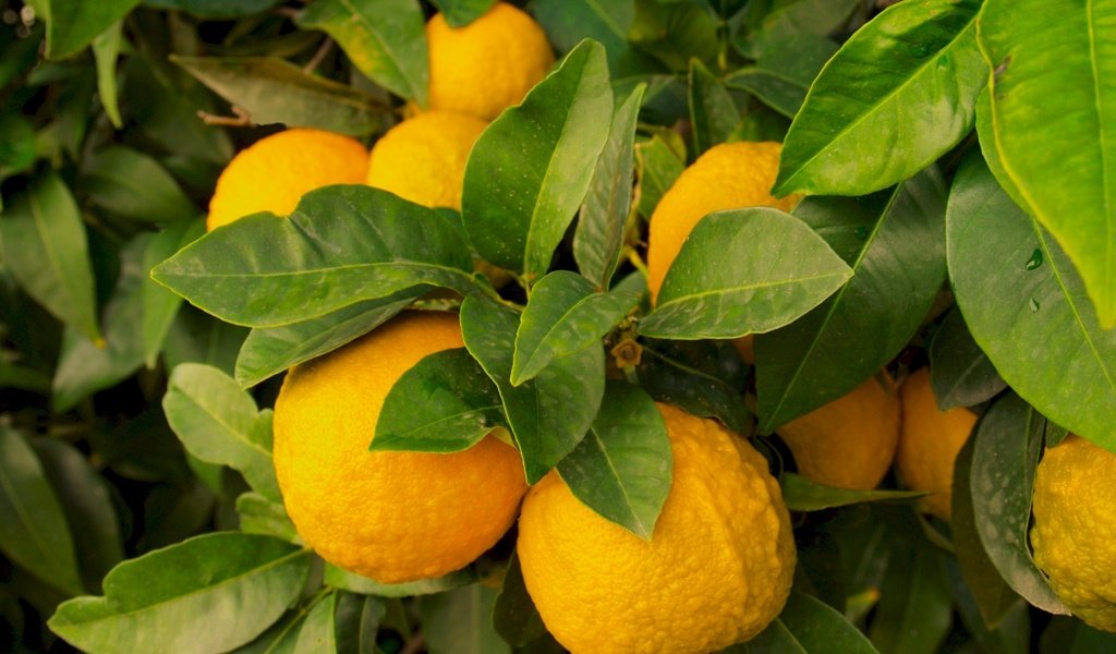 Обои природа, листья, фрукты, лимон, плоды, лимоны, цитрусы, nature, leaves, fruit, lemon, lemons, citrus разрешение 1920x1440 Загрузить