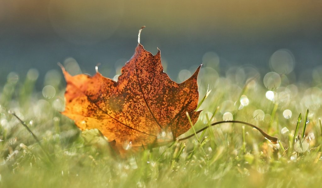 Обои трава, макро, осень, лист, grass, macro, autumn, sheet разрешение 1920x1200 Загрузить