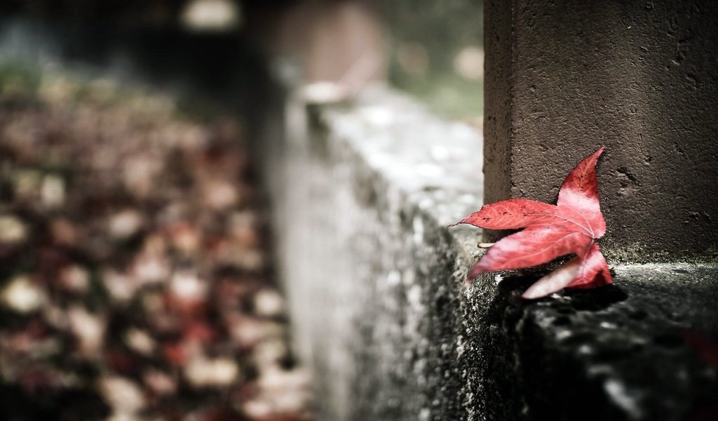 Обои макро, осень, забор, лист, macro, autumn, the fence, sheet разрешение 1920x1200 Загрузить