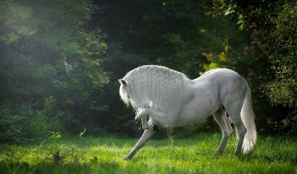 Обои лошадь, трава, деревья, конь, грива, horse, grass, trees, mane разрешение 1920x1200 Загрузить