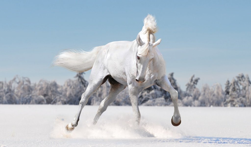 Обои лошадь, снег, зима, конь, грива, копыта, horse, snow, winter, mane, hooves разрешение 2880x1800 Загрузить