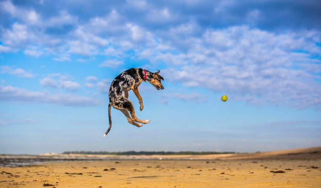 Обои небо, природа, песок, собака, прыжок, игра, мяч, мячик, paul loader, the sky, nature, sand, dog, jump, the game, the ball разрешение 2048x1365 Загрузить