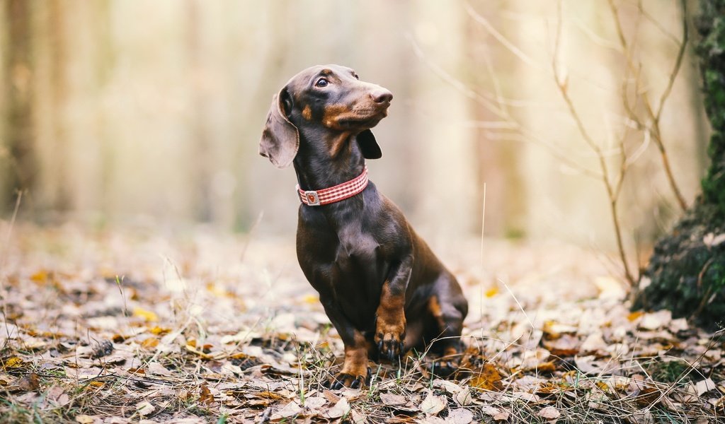 Обои природа, листья, взгляд, осень, собака, такса, nature, leaves, look, autumn, dog, dachshund разрешение 2048x1182 Загрузить