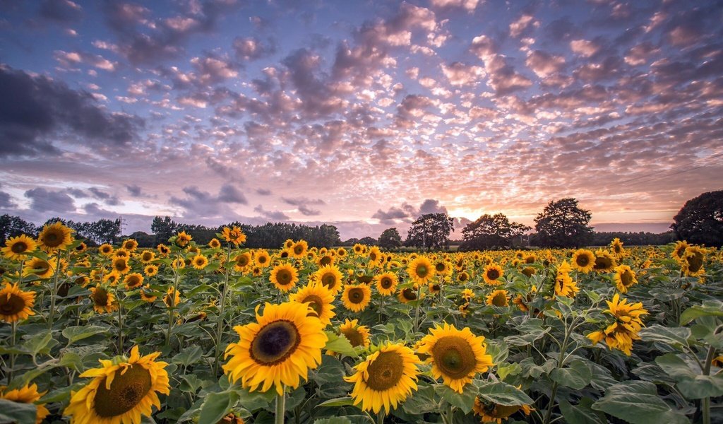 Обои небо, цветы, облака, деревья, поле, горизонт, подсолнухи, the sky, flowers, clouds, trees, field, horizon, sunflowers разрешение 2048x1264 Загрузить