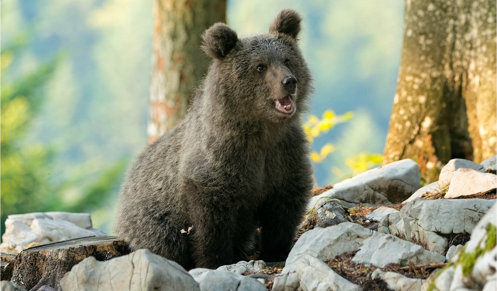 Обои деревья, природа, камни, медведь, детеныш, медвежонок, боке, trees, nature, stones, bear, cub, bokeh разрешение 1920x1282 Загрузить