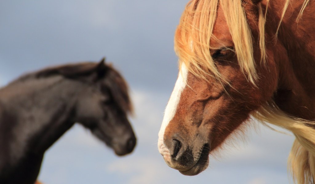 Обои лошадь, фон, конь, грива, horse, background, mane разрешение 2048x1365 Загрузить