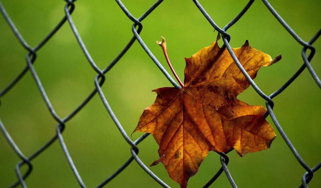 Обои макро, осень, лист, сетка, кленовый лист, рабица, macro, autumn, sheet, mesh, maple leaf, netting разрешение 3800x2712 Загрузить