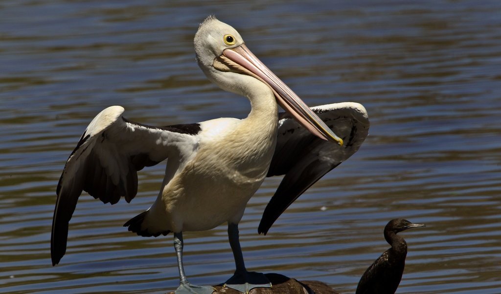 Обои вода, крылья, птицы, птица, клюв, пеликан, баклан, water, wings, birds, bird, beak, pelican, cormorant разрешение 2048x1377 Загрузить