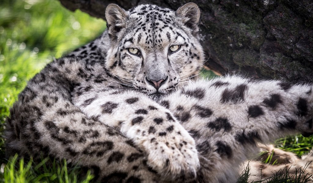 Обои хищник, большая кошка, снежный барс, ирбис, predator, big cat, snow leopard, irbis разрешение 1920x1200 Загрузить