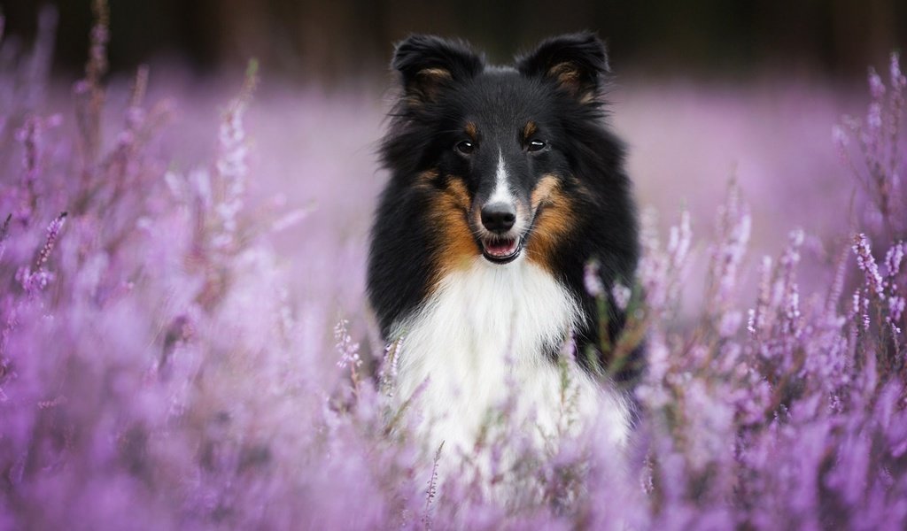 Обои цветы, мордочка, взгляд, собака, шелти, aleksandra kielreuter, flowers, muzzle, look, dog, sheltie разрешение 1920x1200 Загрузить