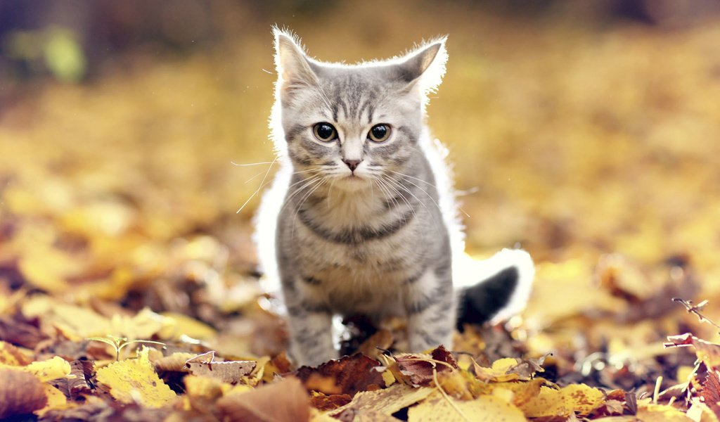 Обои листья, мордочка, усы, кошка, взгляд, осень, leaves, muzzle, mustache, cat, look, autumn разрешение 1920x1200 Загрузить