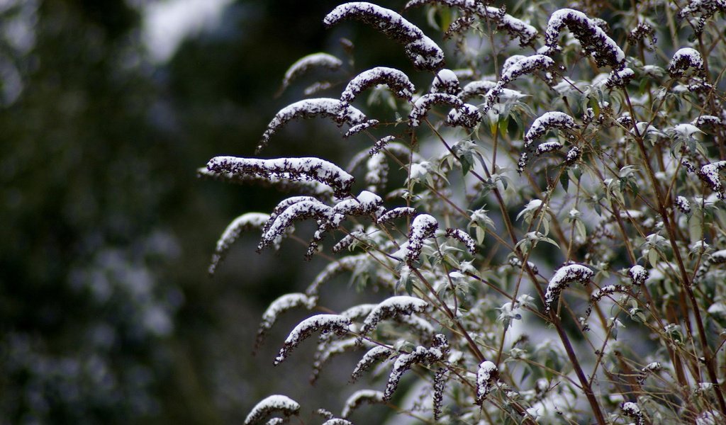 Обои снег, зима, макро, стебли, растение, snow, winter, macro, stems, plant разрешение 1920x1200 Загрузить