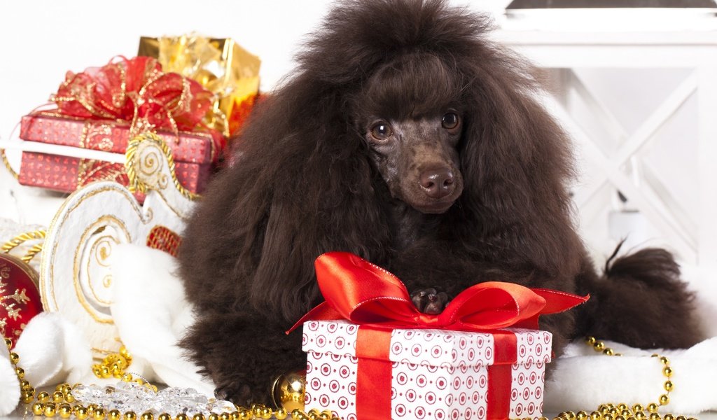 Обои новый год, подарки, собака, пудель, new year, gifts, dog, poodle разрешение 2880x1800 Загрузить