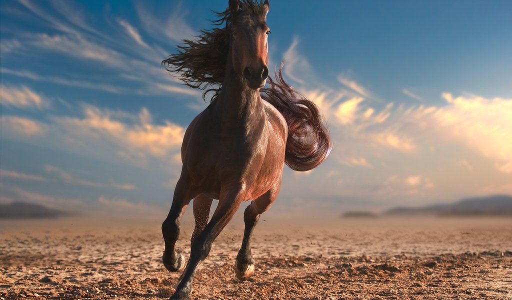 Обои небо, лошадь, облака, пустыня, конь, грива, хвост, the sky, horse, clouds, desert, mane, tail разрешение 2880x1800 Загрузить