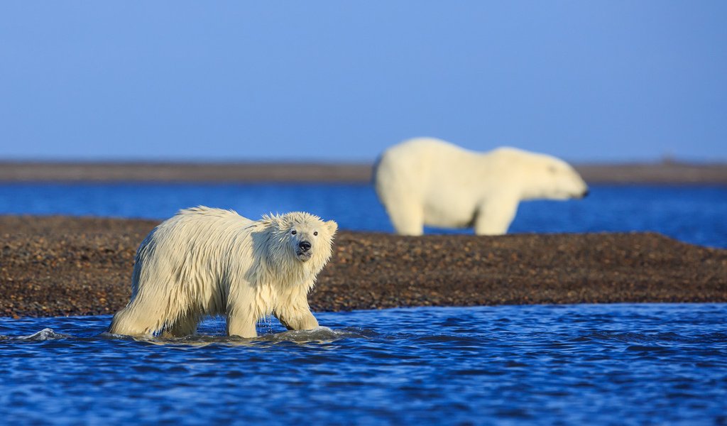 Обои медведи, аляска, арктика, белые медведи, david swindler, bears, alaska, arctic, polar bears разрешение 1920x1200 Загрузить