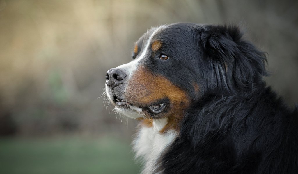 Обои морда, взгляд, собака, бернский зенненхунд, gordon rufh, face, look, dog, bernese mountain dog разрешение 1920x1200 Загрузить