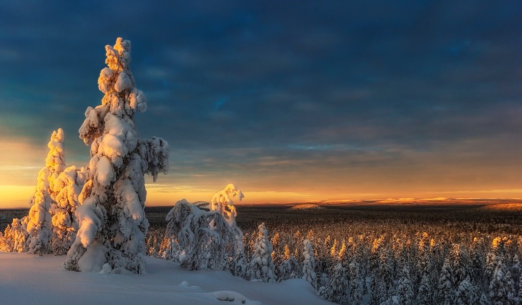 Обои небо, деревья, снег, природа, лес, закат, зима, the sky, trees, snow, nature, forest, sunset, winter разрешение 1920x1200 Загрузить